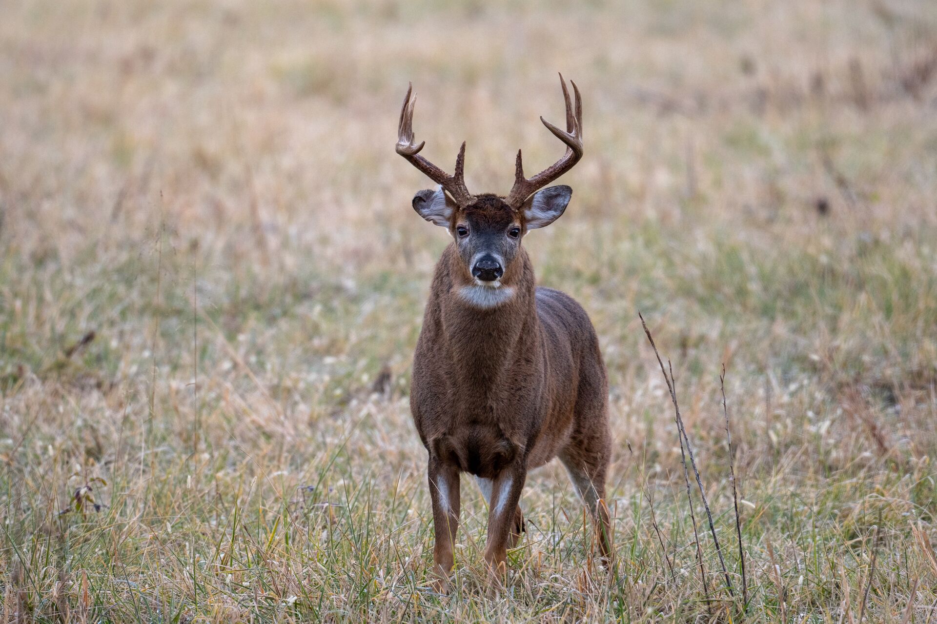 A whitetail buck looking into a camera, sighting to be an accurate shooter when hunting. 