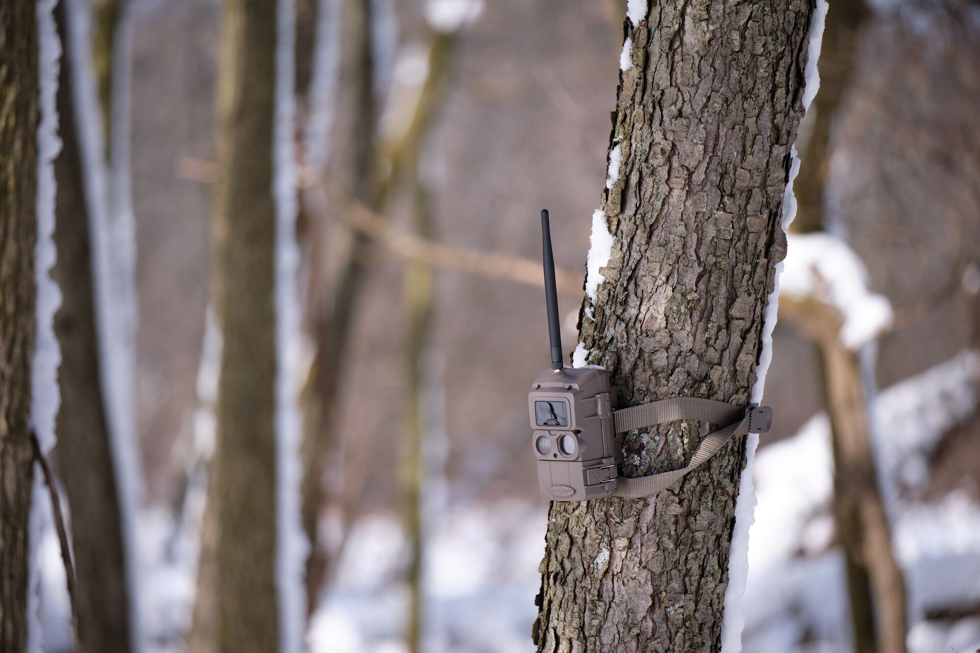 A trail camera strapped to a tree in the woods, hunting safety tips concept. 