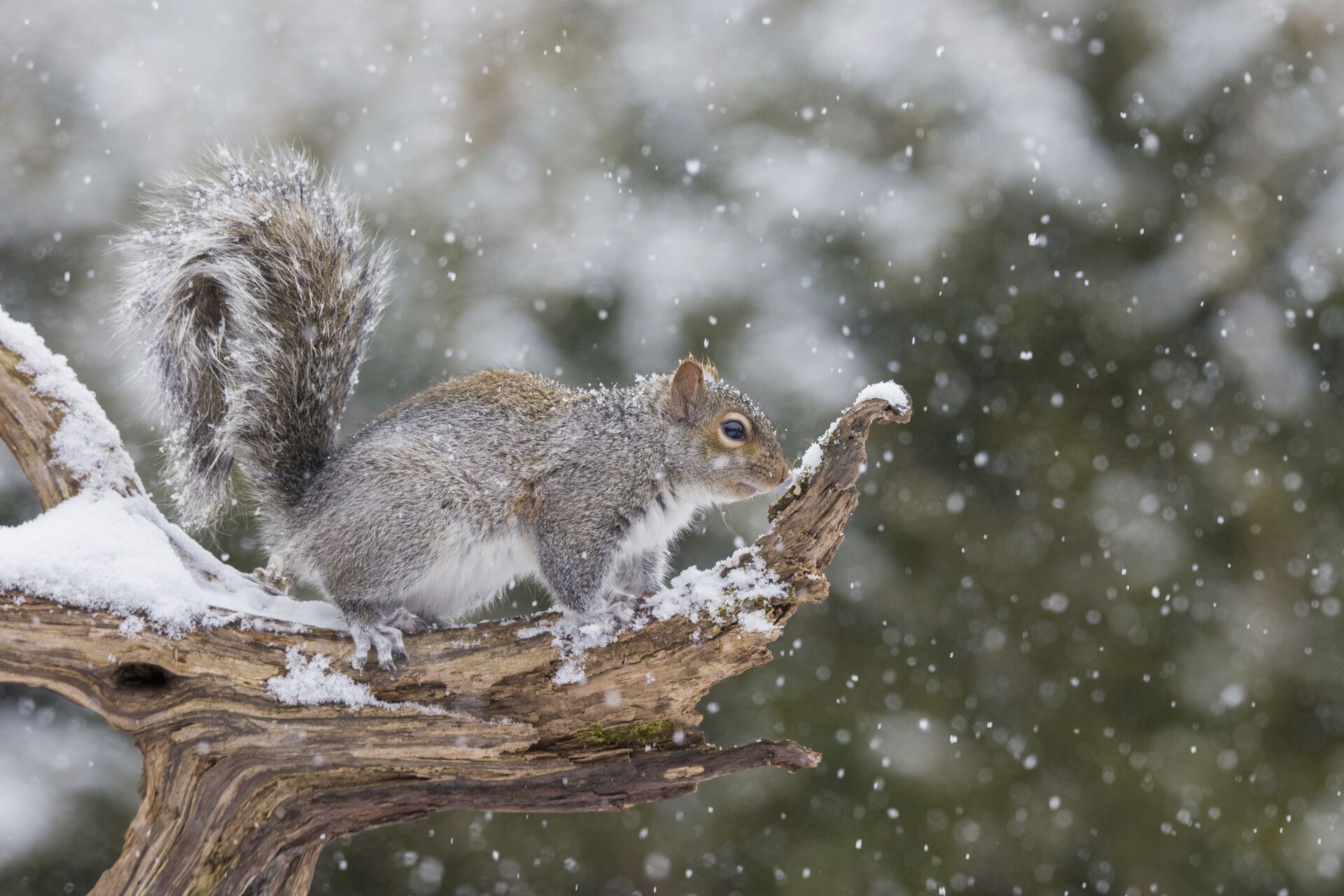 Snow falls on a squirrel sitting on a broken branch. 