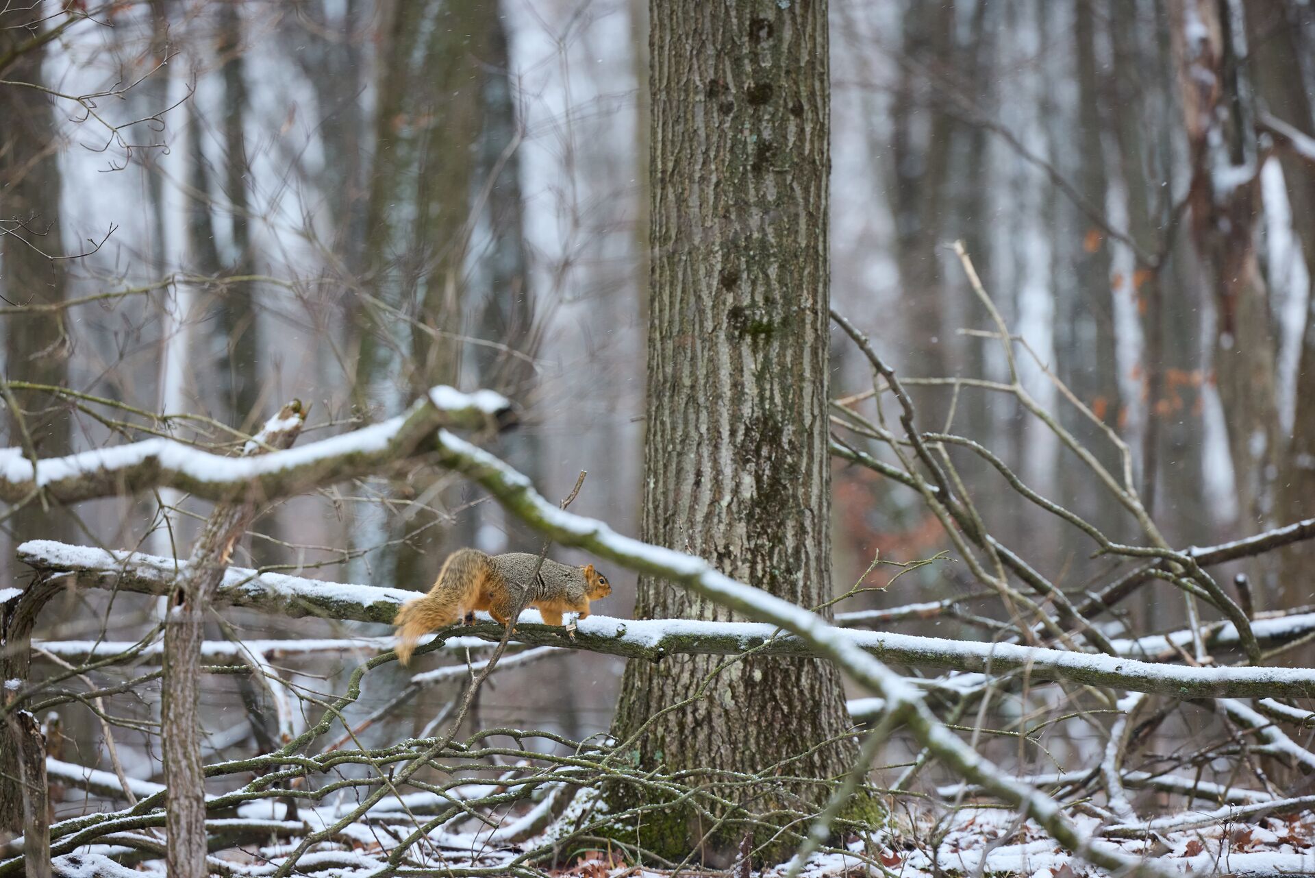 A squirrel on a snowy tree limb, do you need a license to squirrel hunt concept. 