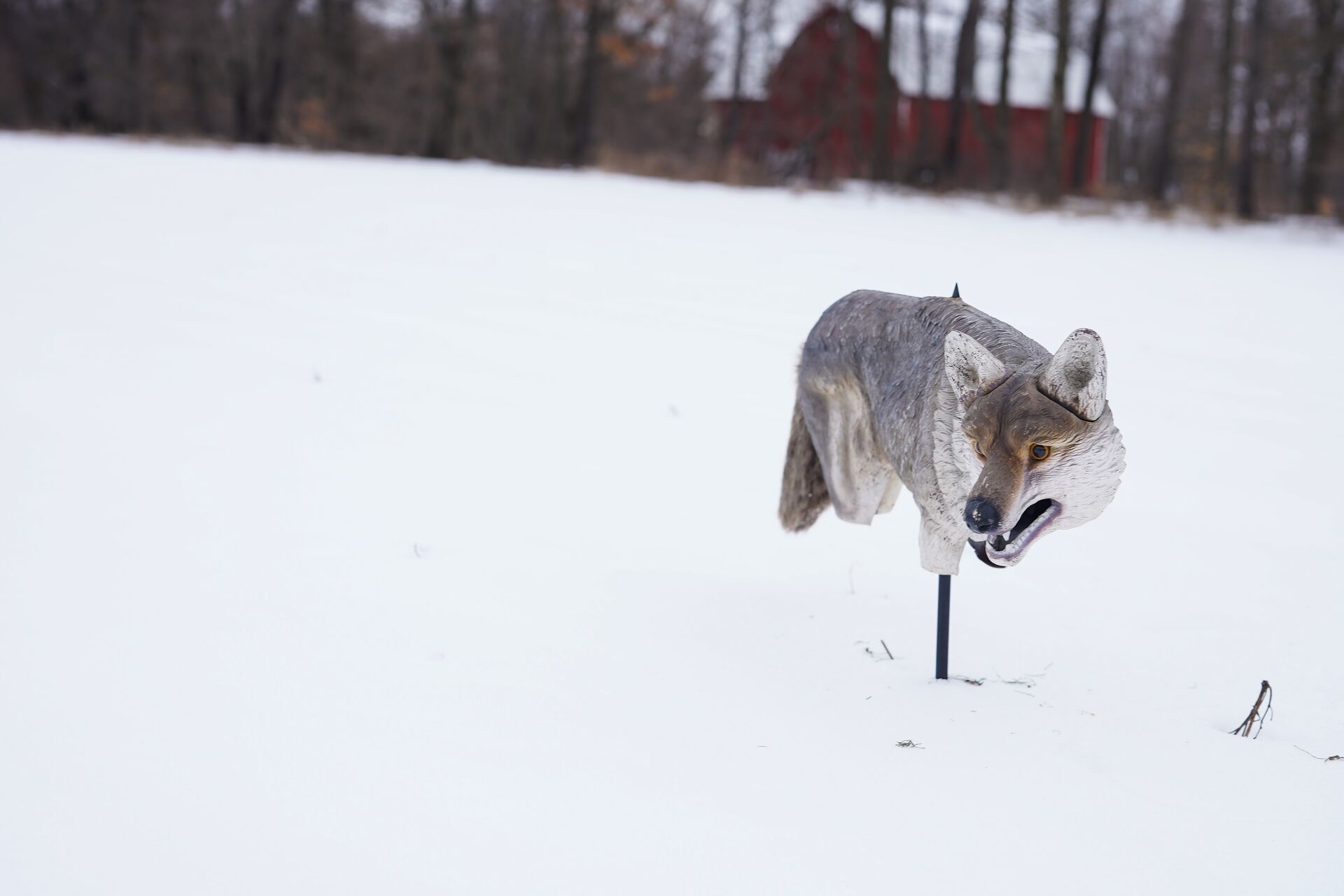 A coyote decoy in the snow during a hunt. 