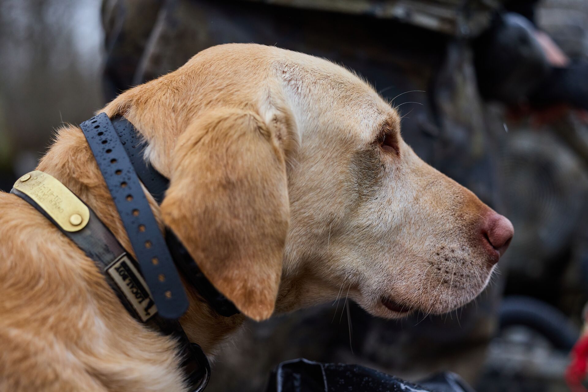 Close-up of a dog on a hunt, hog hunting with dogs concept. 