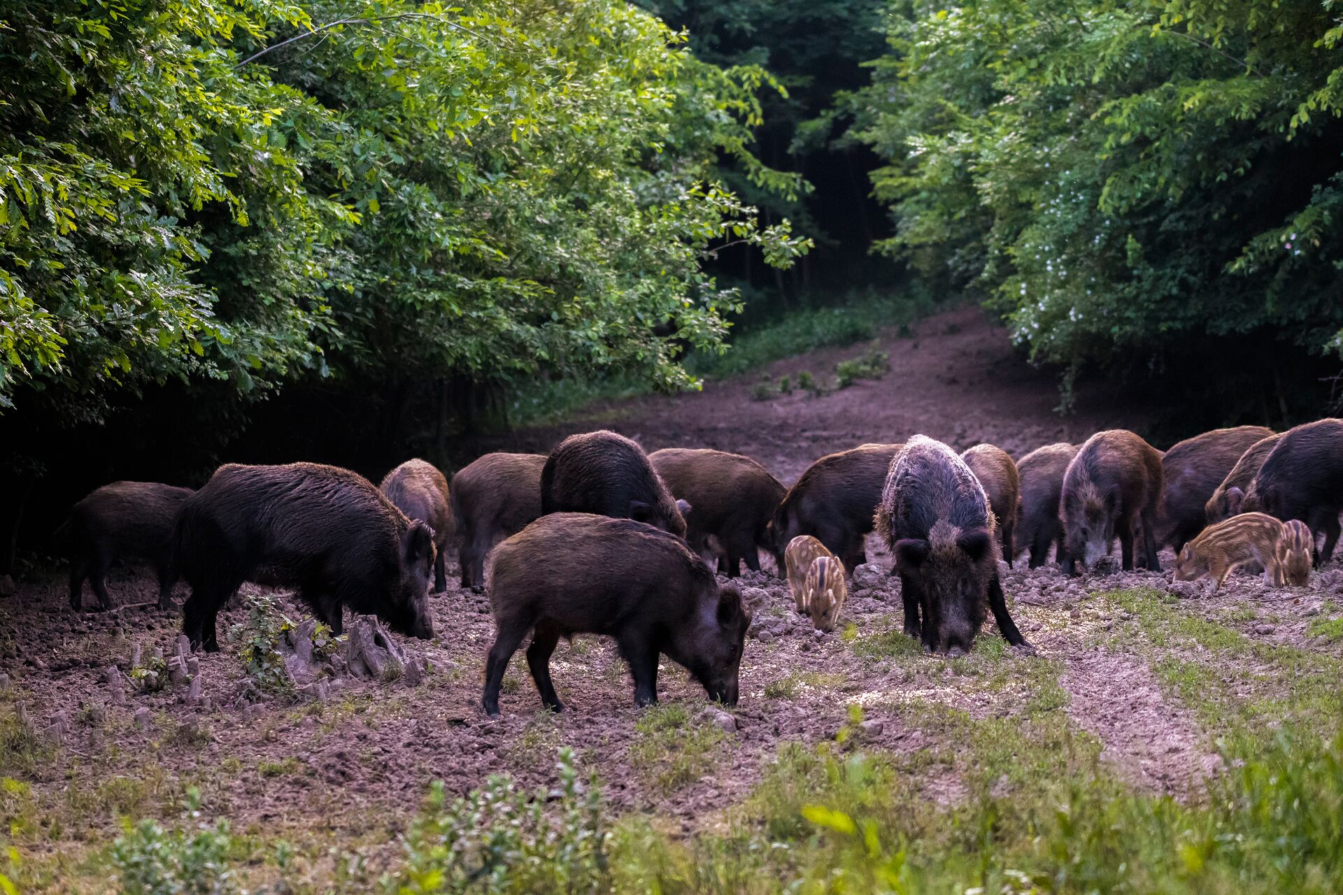 A sounder of feral hogs eating near a tree line. 