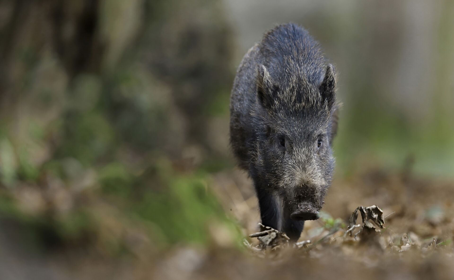 Close-up of a wild hog in the brush. 