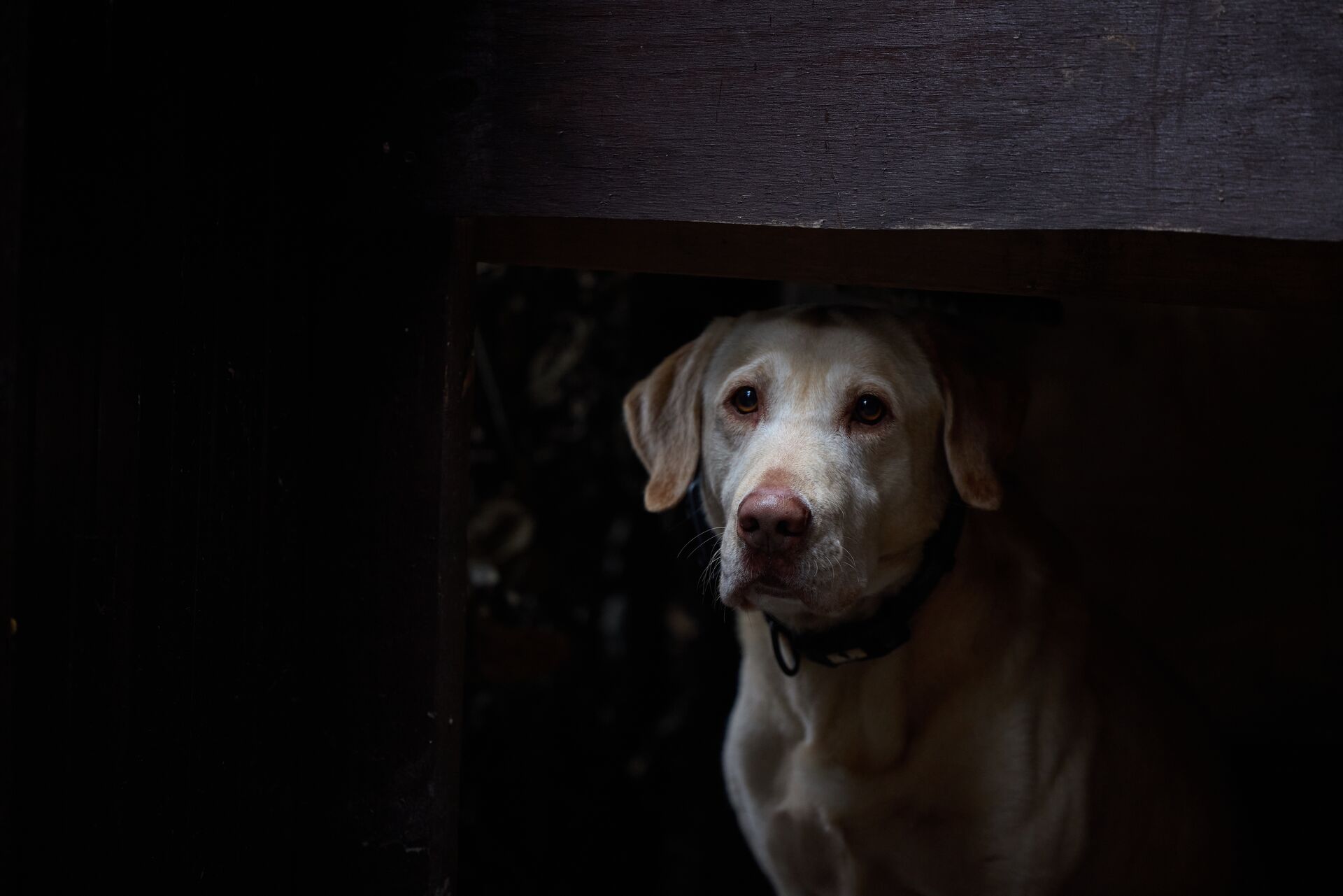 A dog waits for a hunt, hog hunting with dogs concept. 