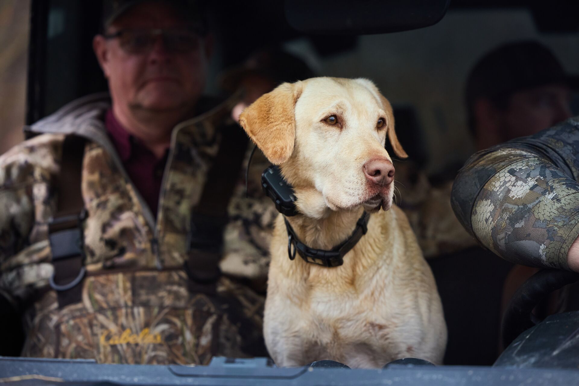 A hunting dog waits with his hunters. 