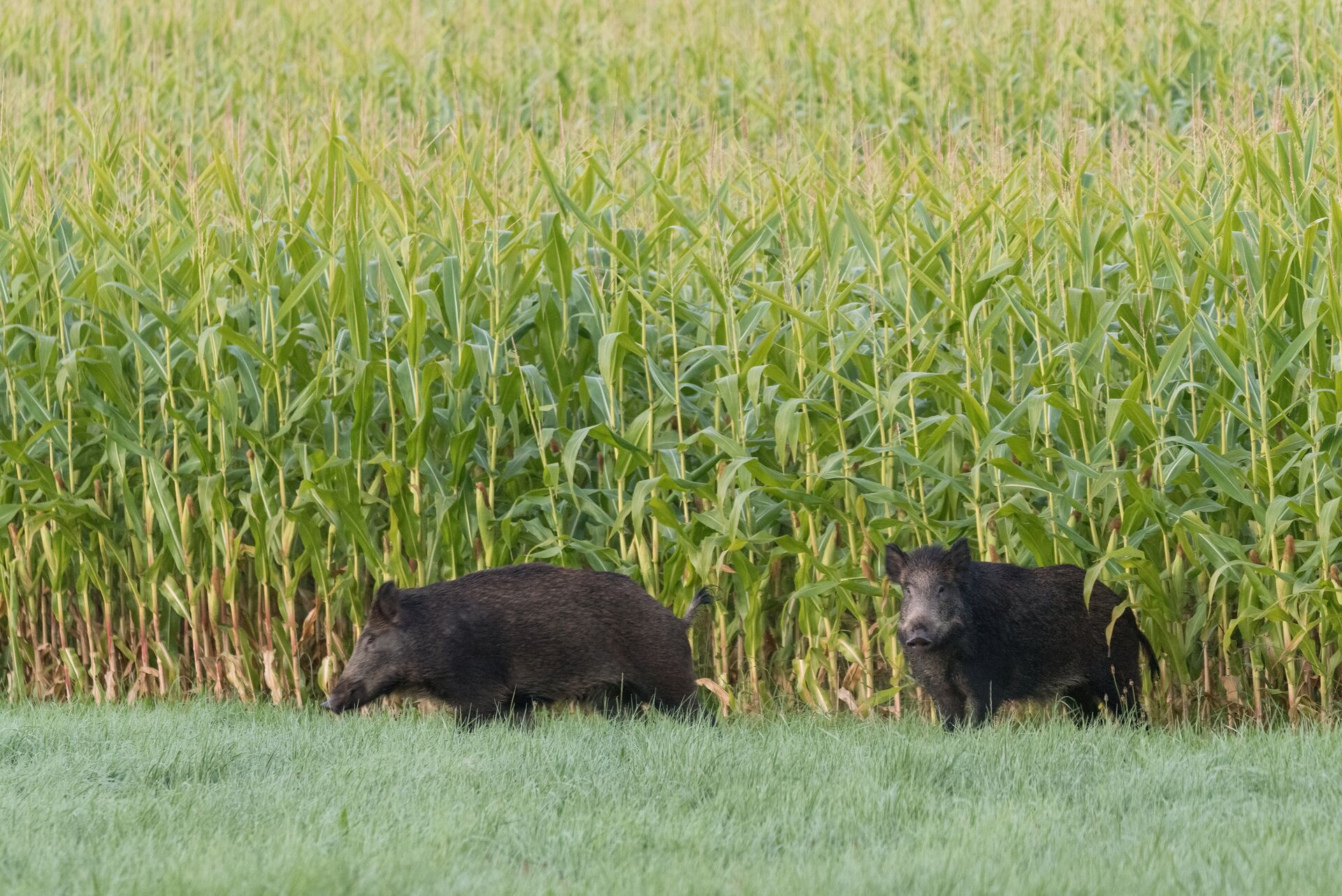 Two wild hogs on the edge of a corn field. 