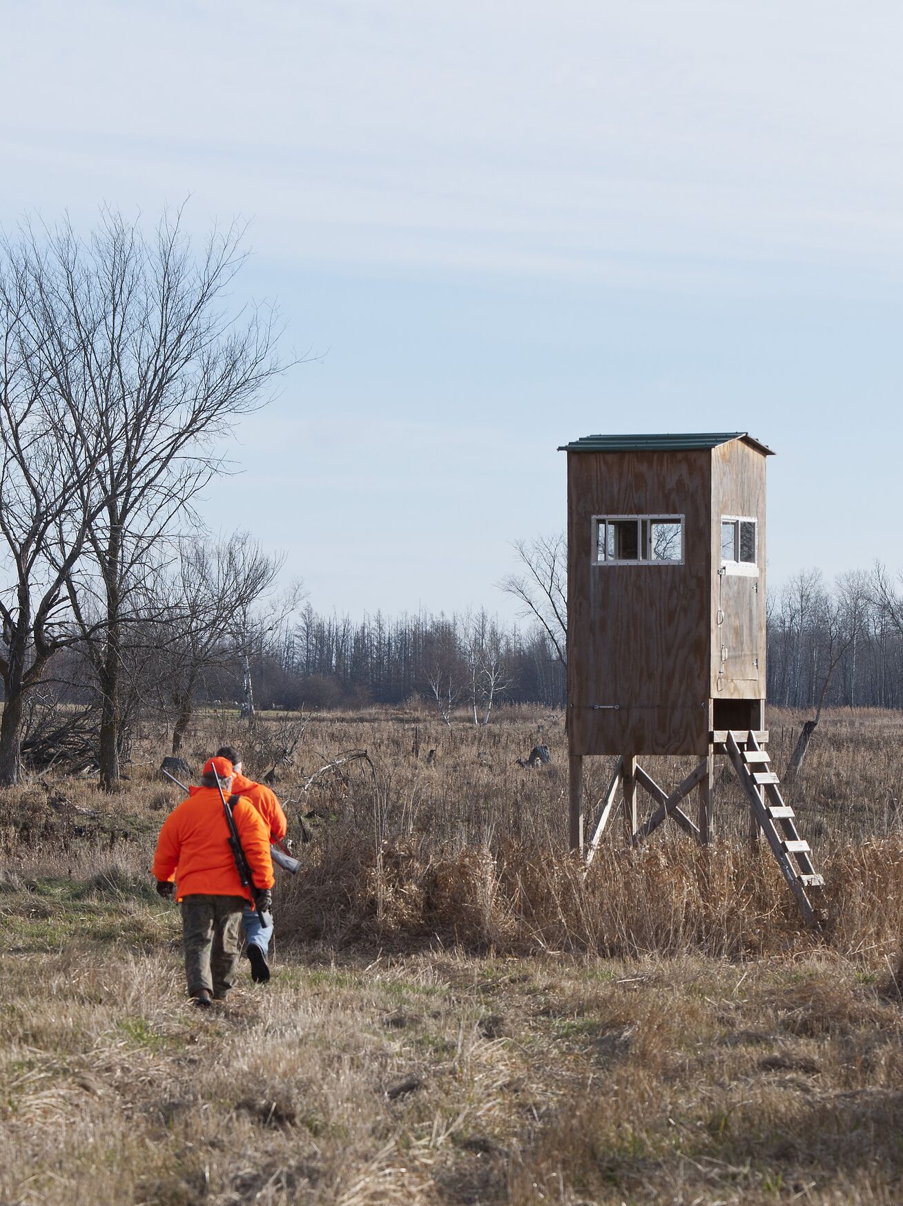 Two hunters in blaze orange walk toward hunting blind, Illinois apprentice hunting license concept. 