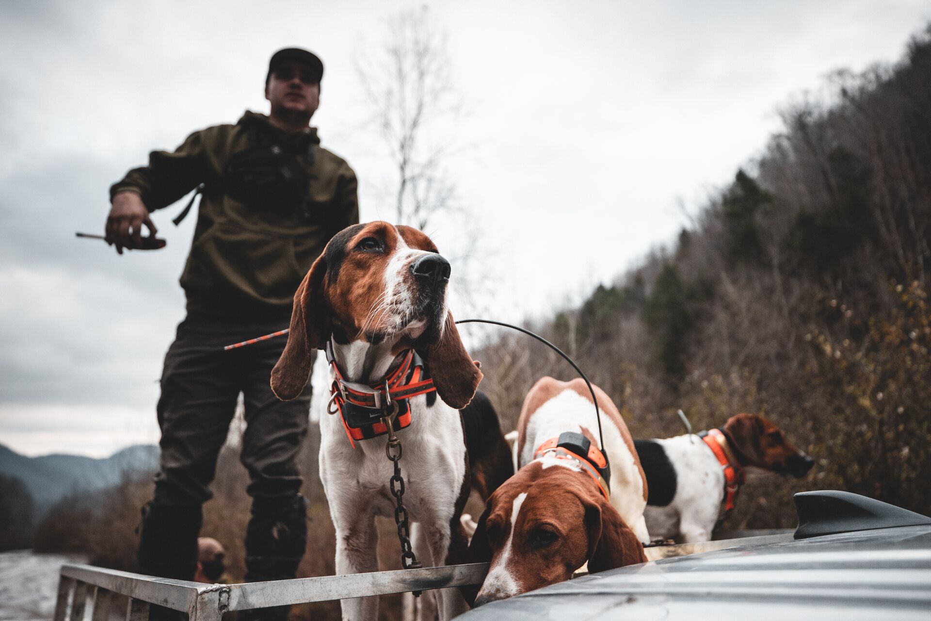 Hunter with beagles in back of a truck, hunting rabbits with beagles concept. 