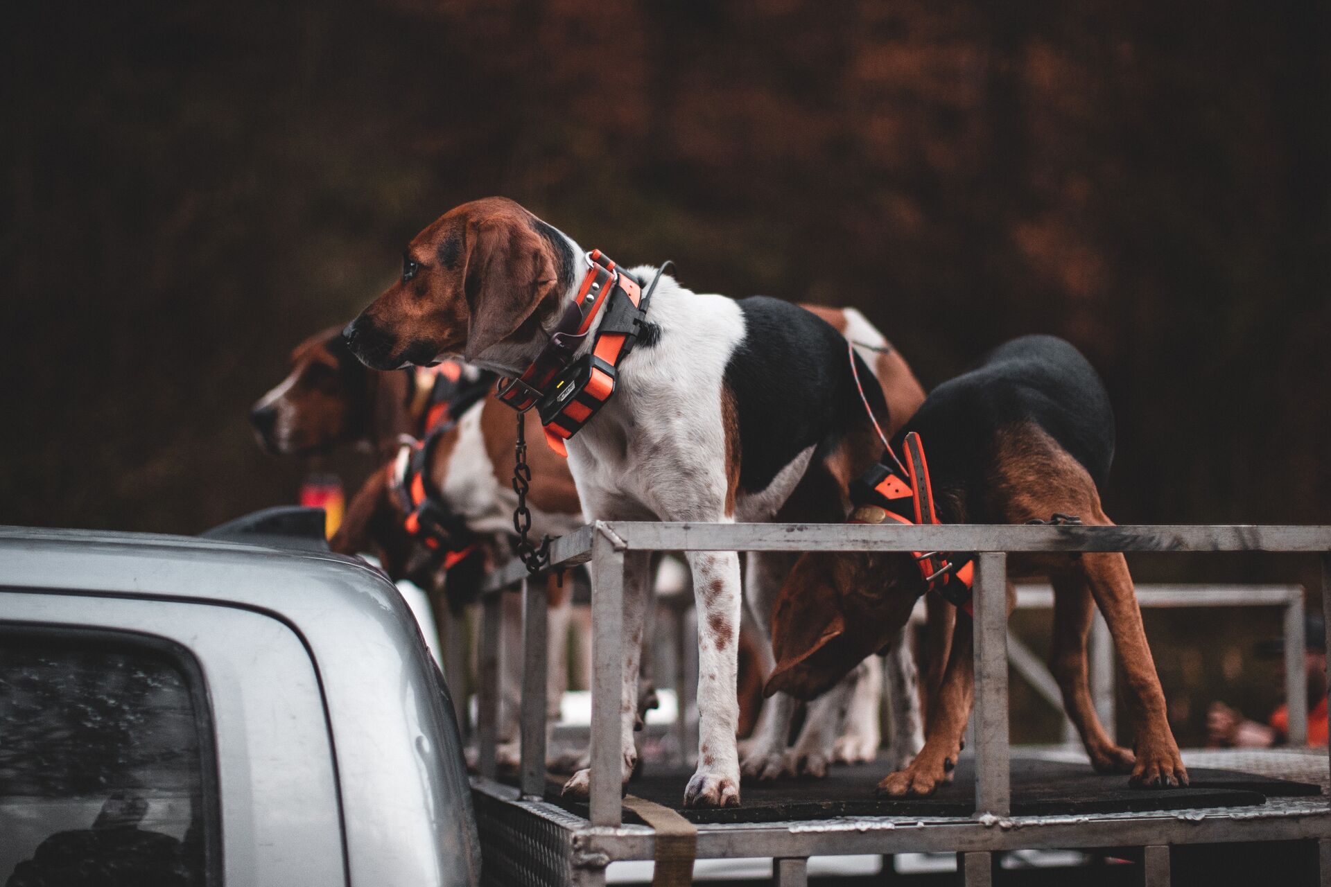 Beagles on the back of a truck, hunting for rabbits with dogs concept. 