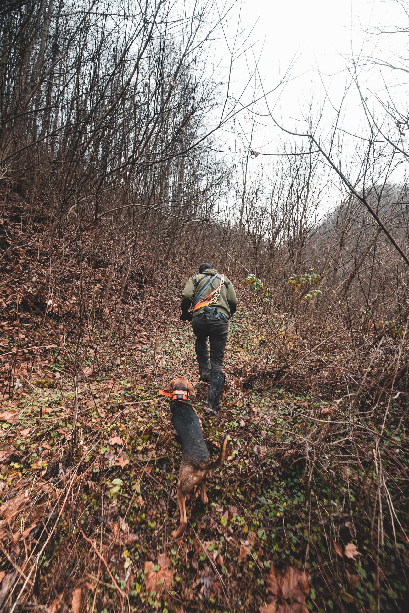 A dog follows a hunter into the brush. 