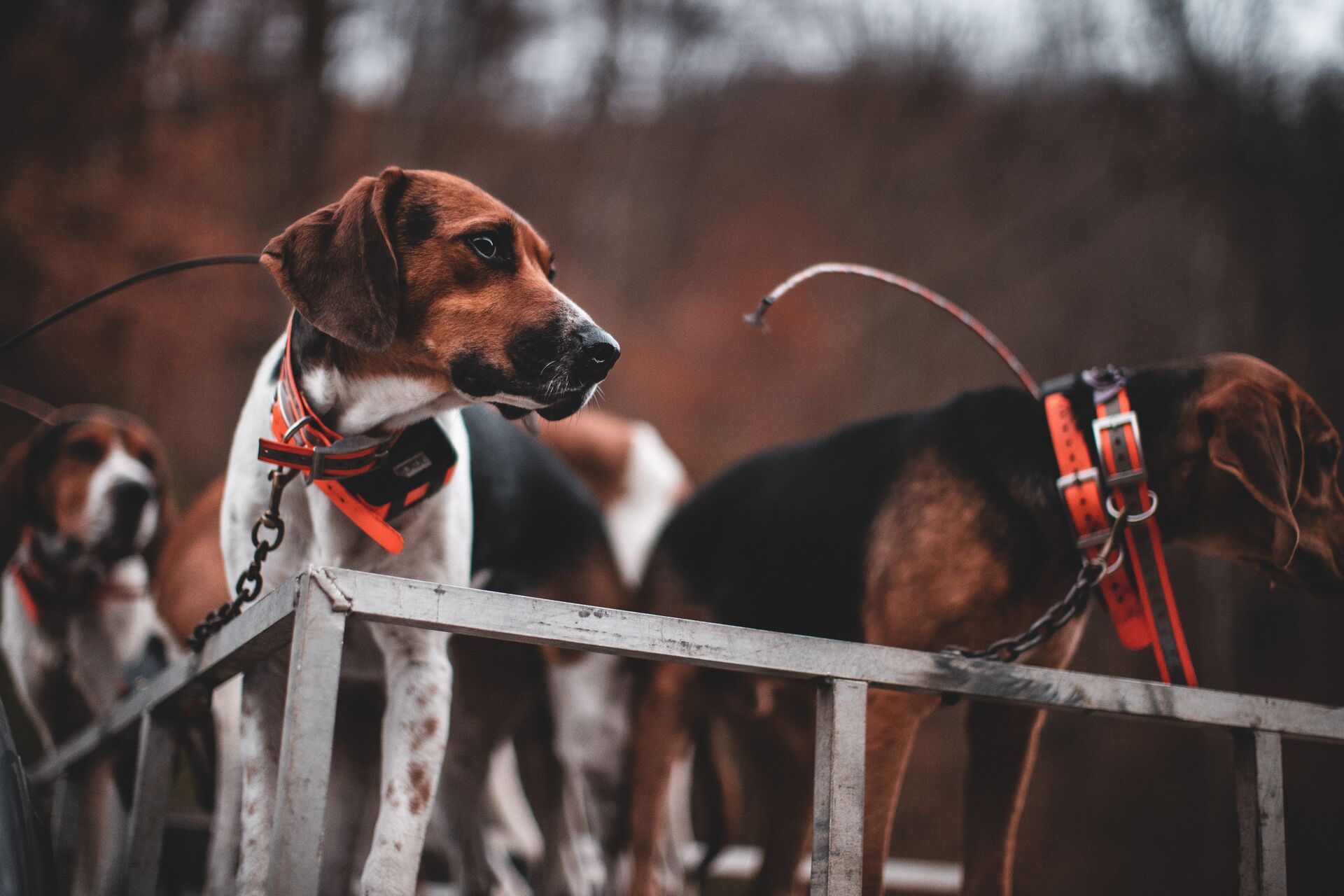 Beagles ready for a rabbit hunt. 