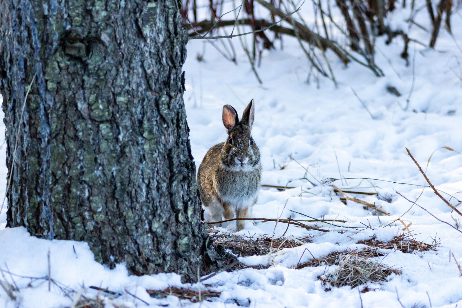 Rabbit in the snow near a tree, rabbit hunting concept. 