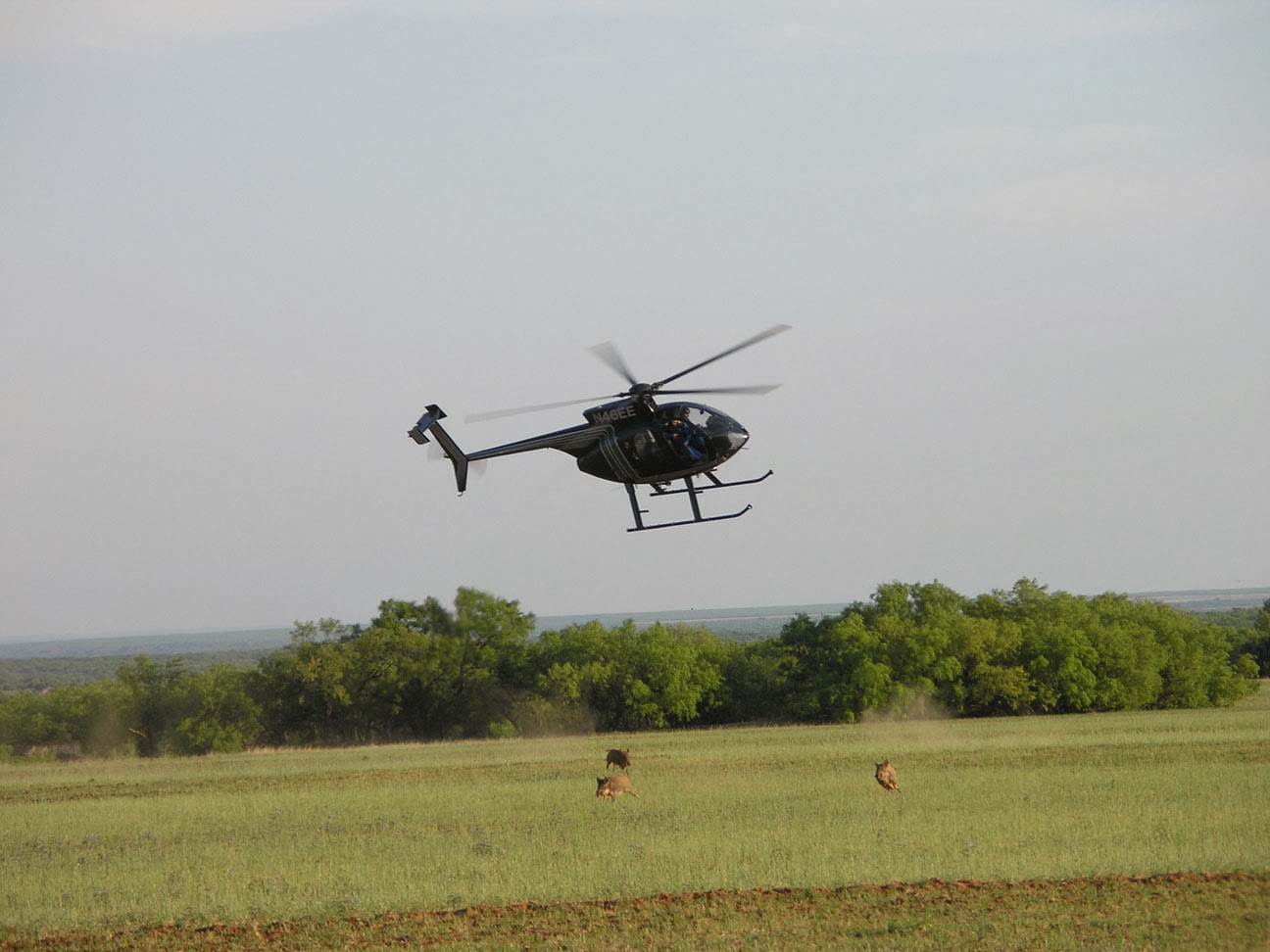 A helicopter flying over wild hogs in a field, hog hunting concept. 