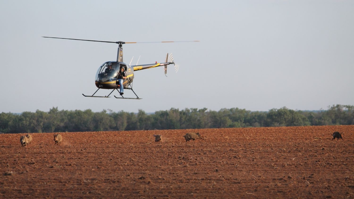 Hunters in a helicopter flying over hogs, helicopter hog hunting concept. 