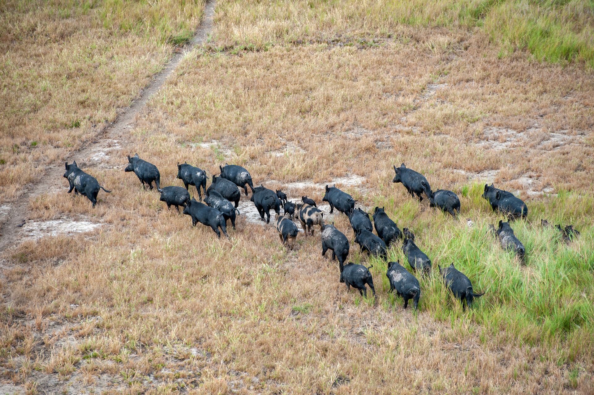 Overhead view of a sounder of wild hogs running across a field. 