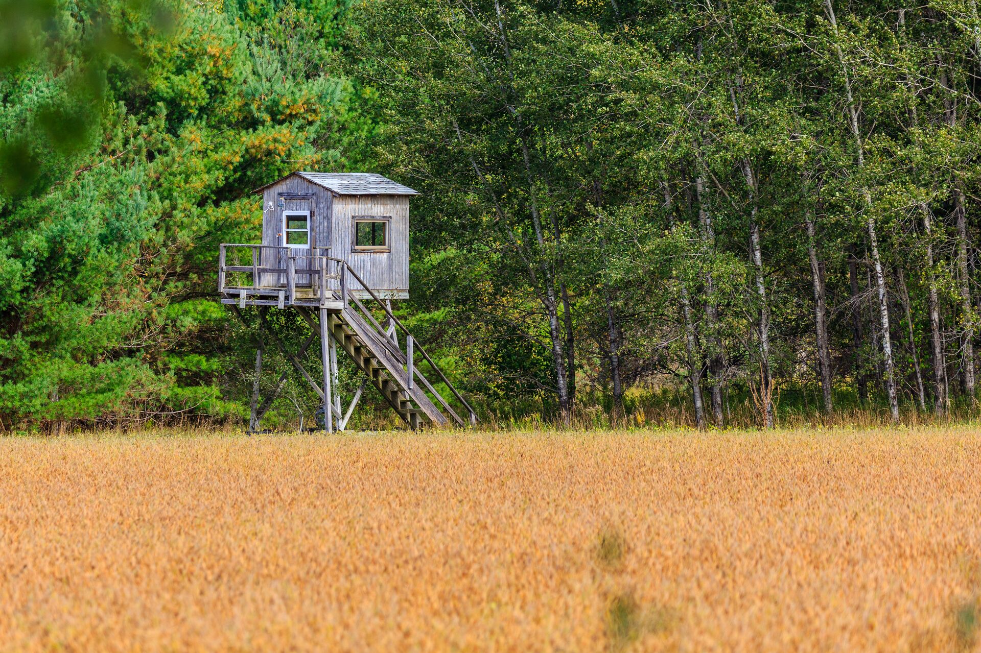 A hunting blind in the distance at the edge of trees, understanding the elbow carry concept. 