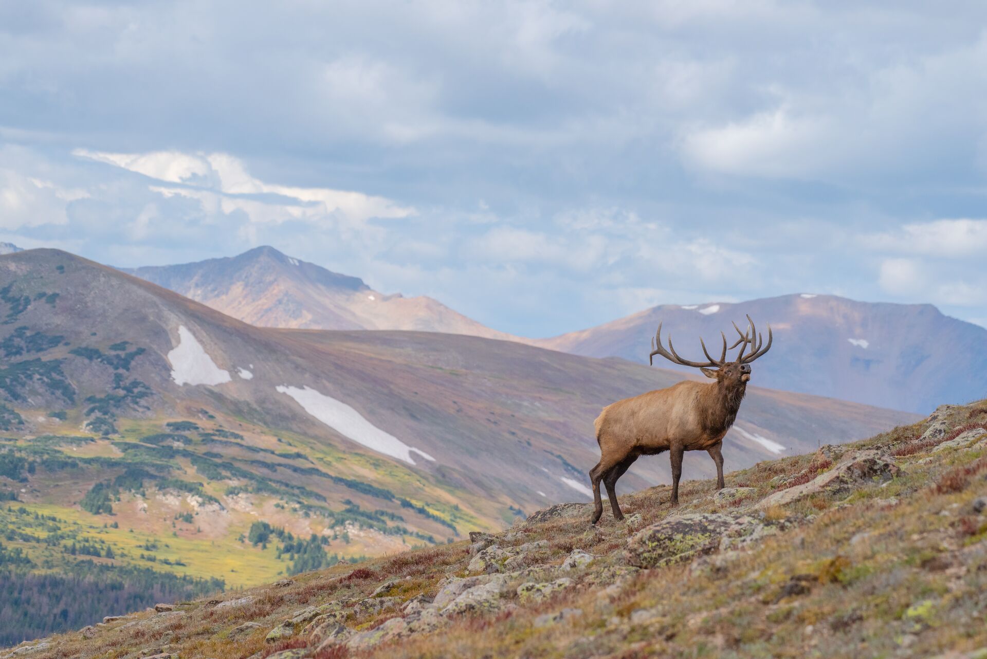 An elk calls in the distance on a hill, how can I learn to hunt concept. 