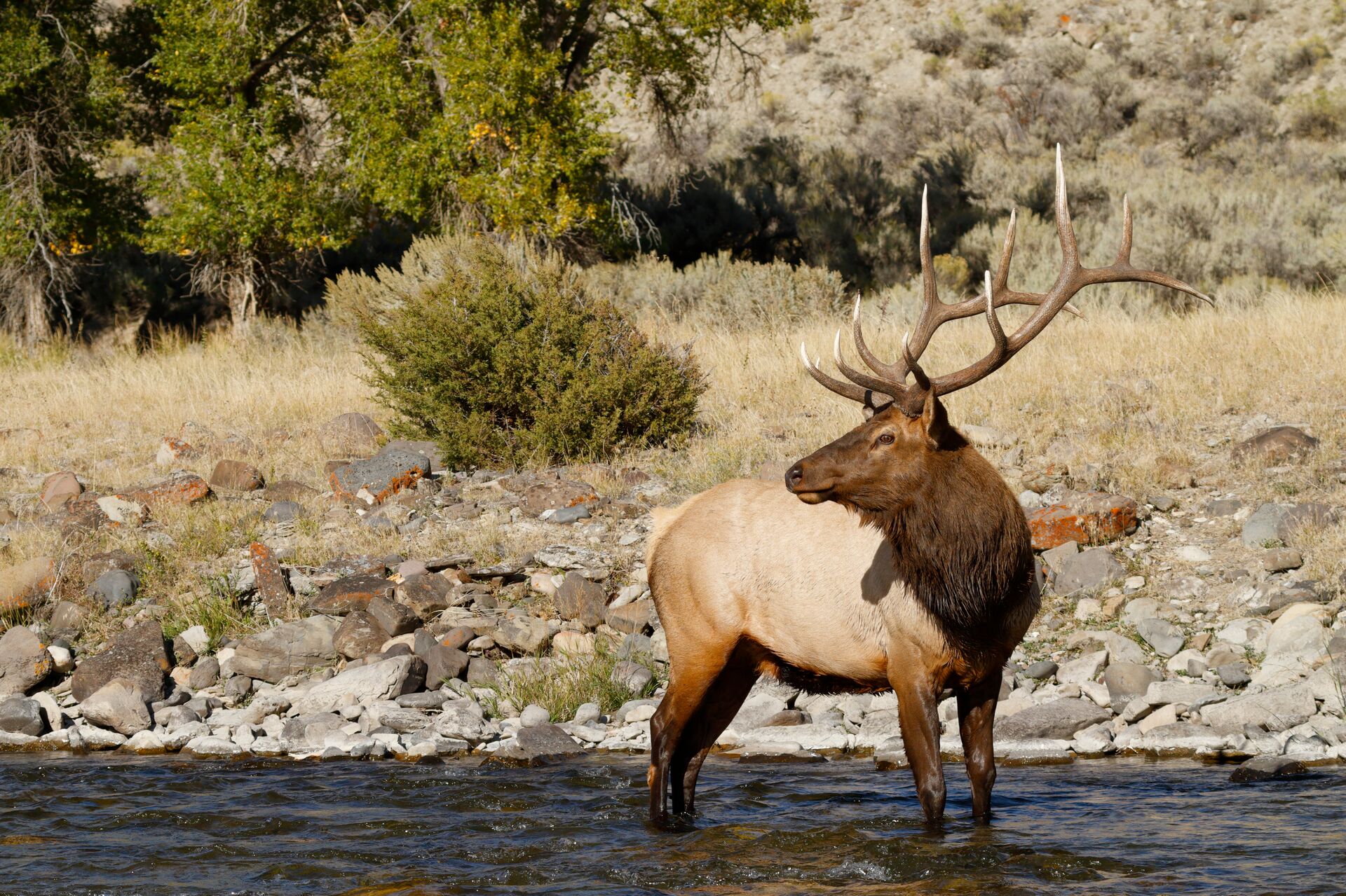 An elk stands in a river, what is carrying capacity concept. 