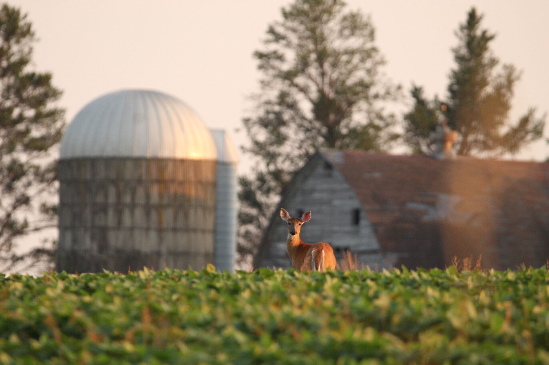 A deer in a field with a barn and silo in the background, what is carrying capacity concept. 